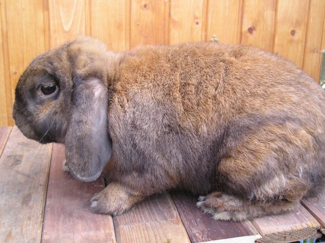 zakrslý beran barva madagaskarová 02.JPG